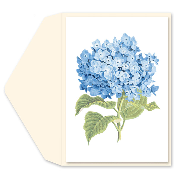 Hydrangea Blank Card