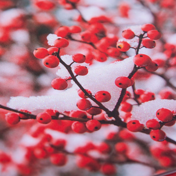 Berry Branch Large Classic Holiday Boxed Card - Graphique de France